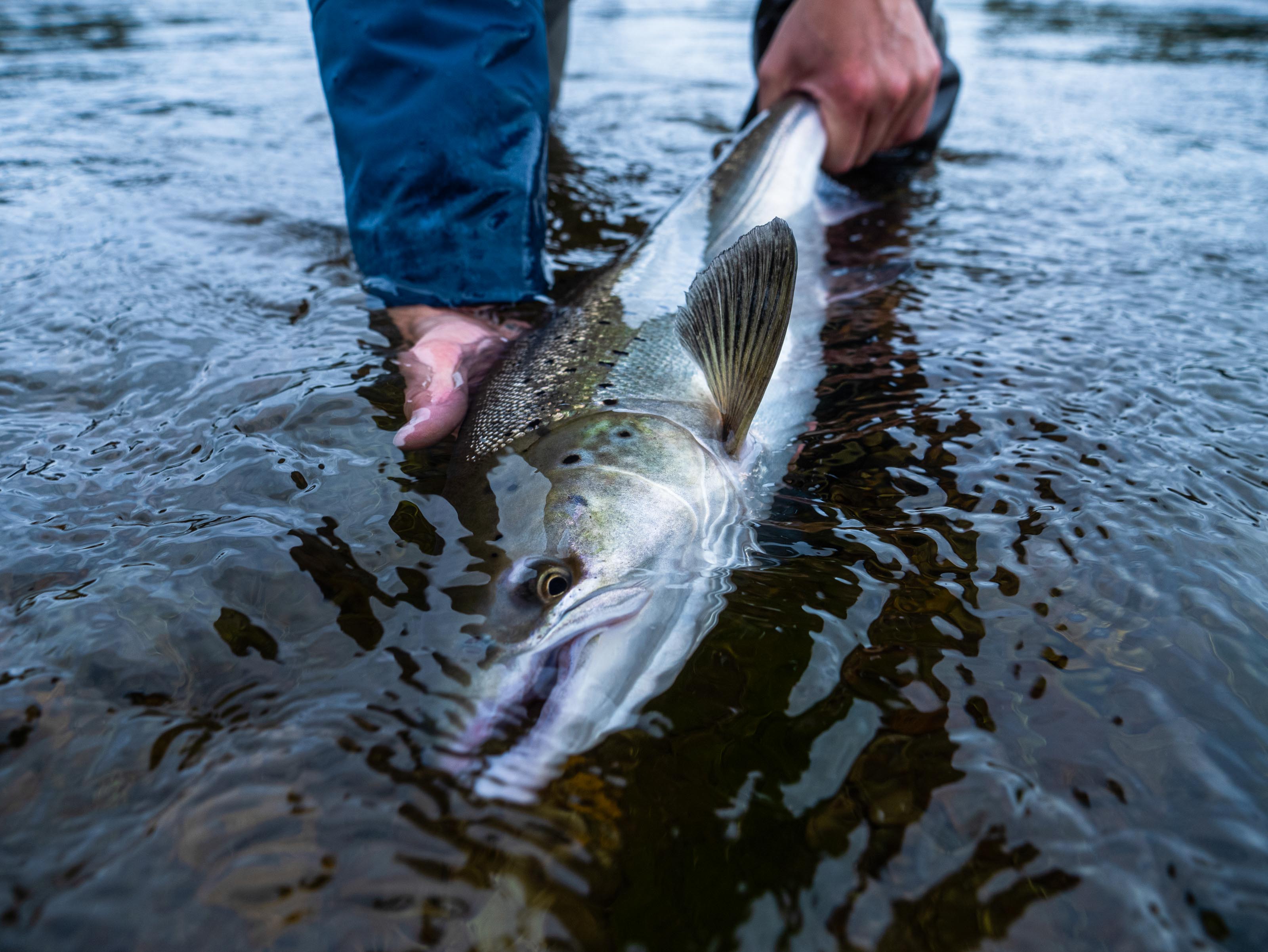 Flowers River Lodge  Fly fishing for Atlantic salmon in Labrador