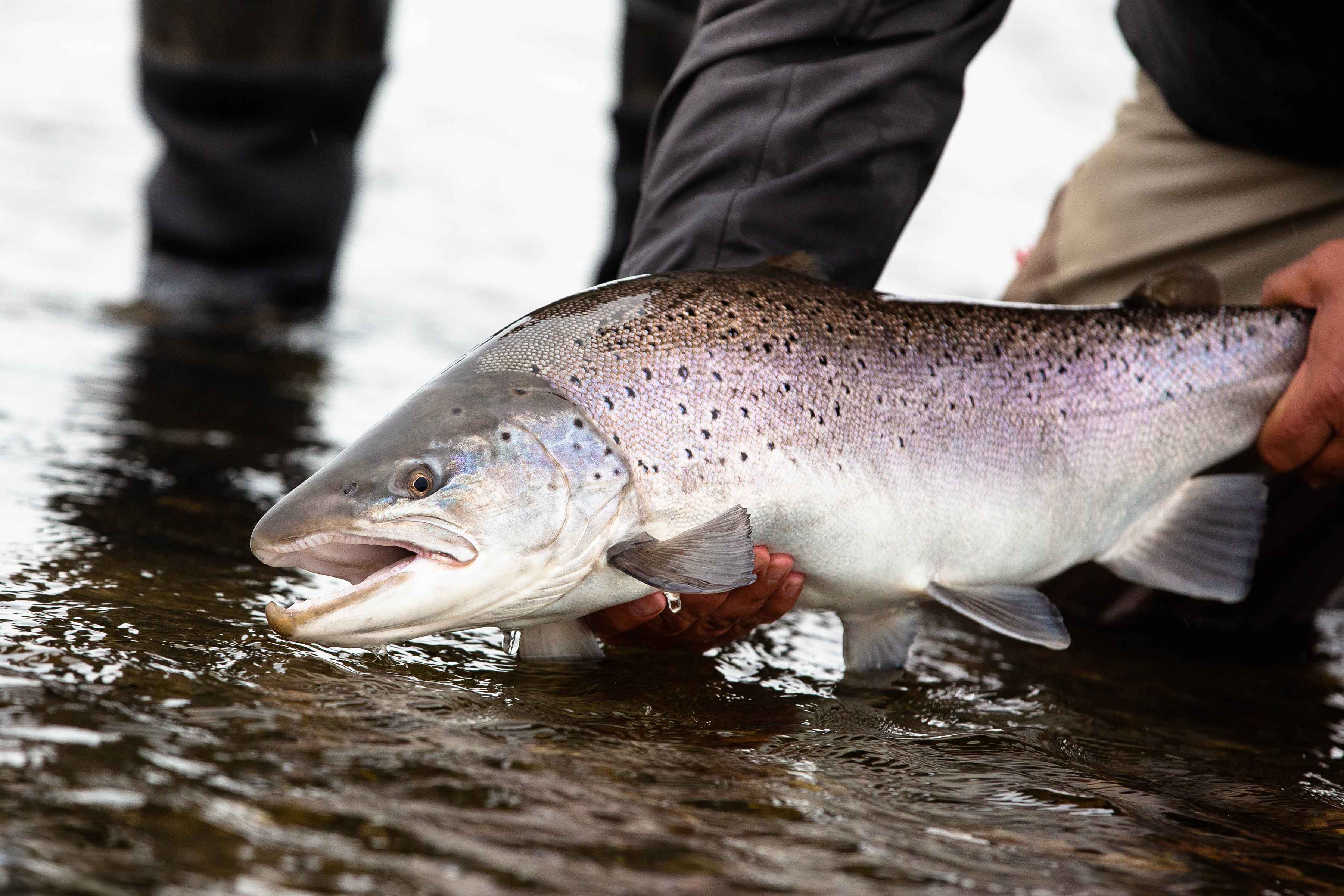 Villa Maria Lodge | Fly-fishing for sea-run brown trout on Argentina's ...