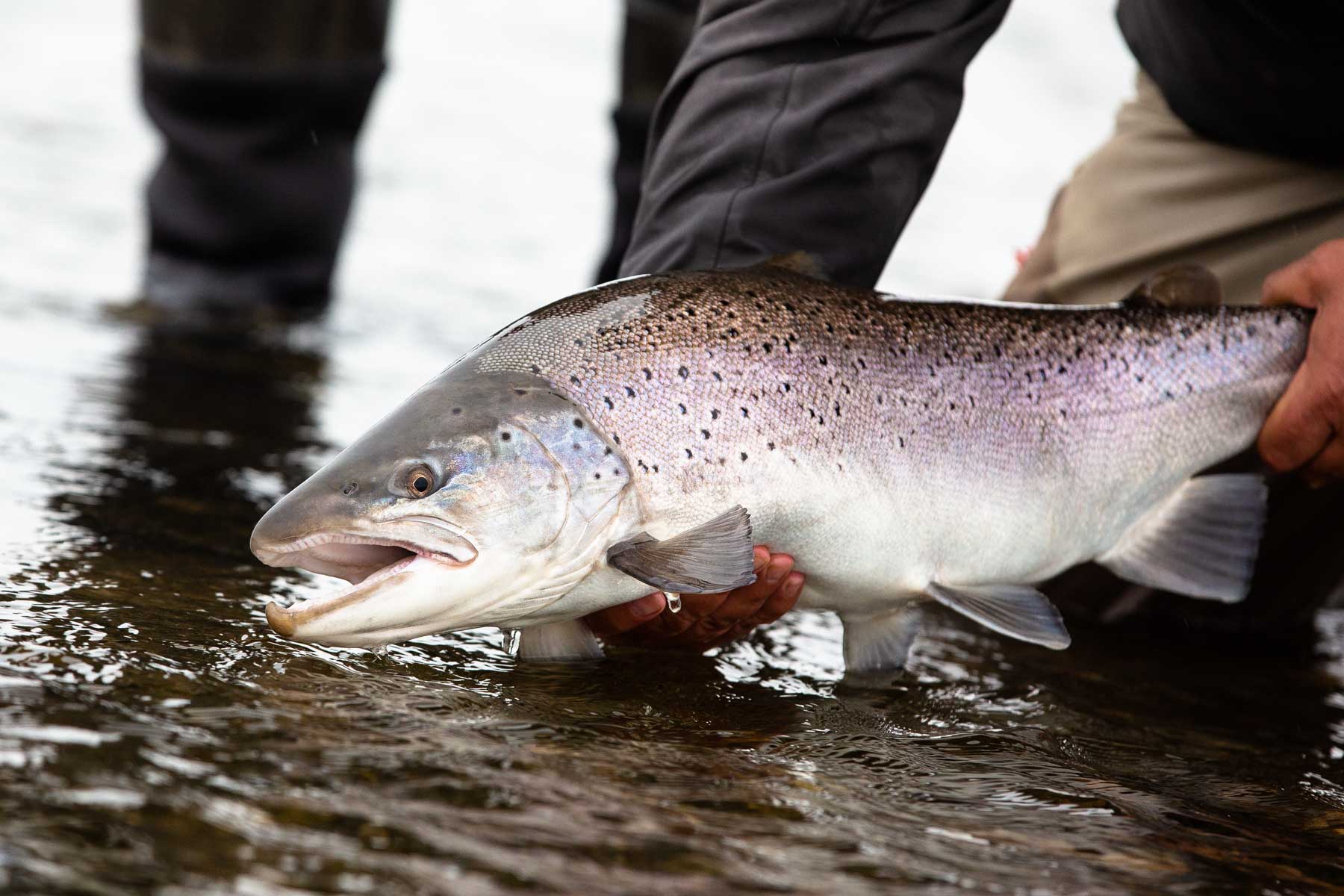 sea-run brown trout | tierra del fuego | rio grande | argentina