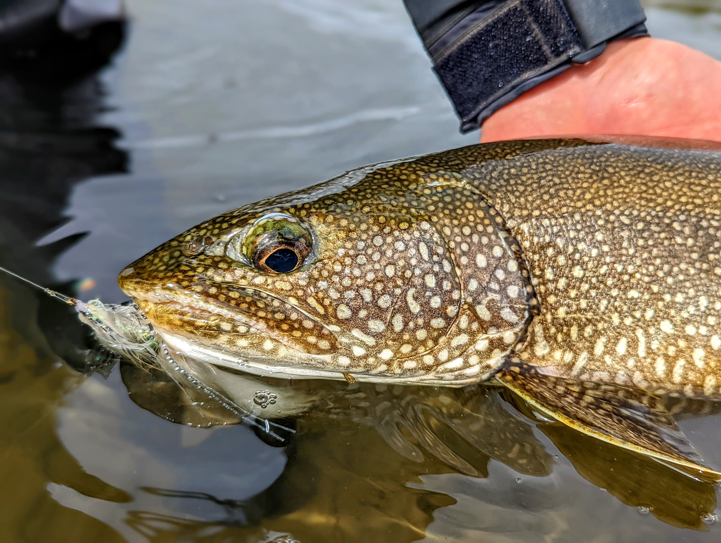 A shallow-water lake trout from Mush Lake. 