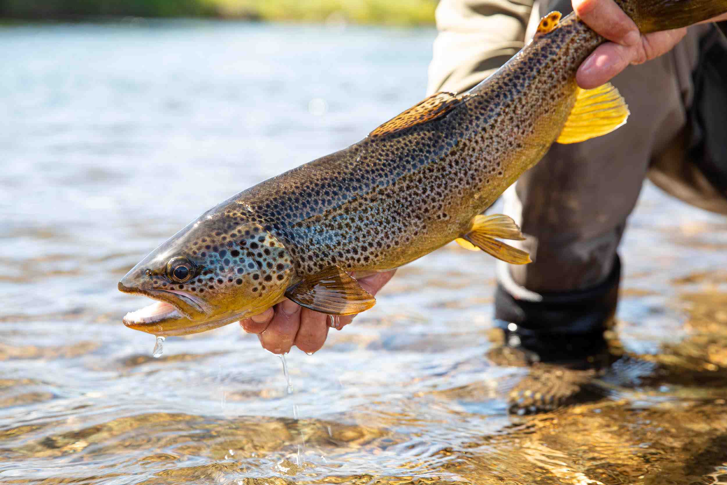 Trout fishing essentials to get you hooked, Goulburn Post