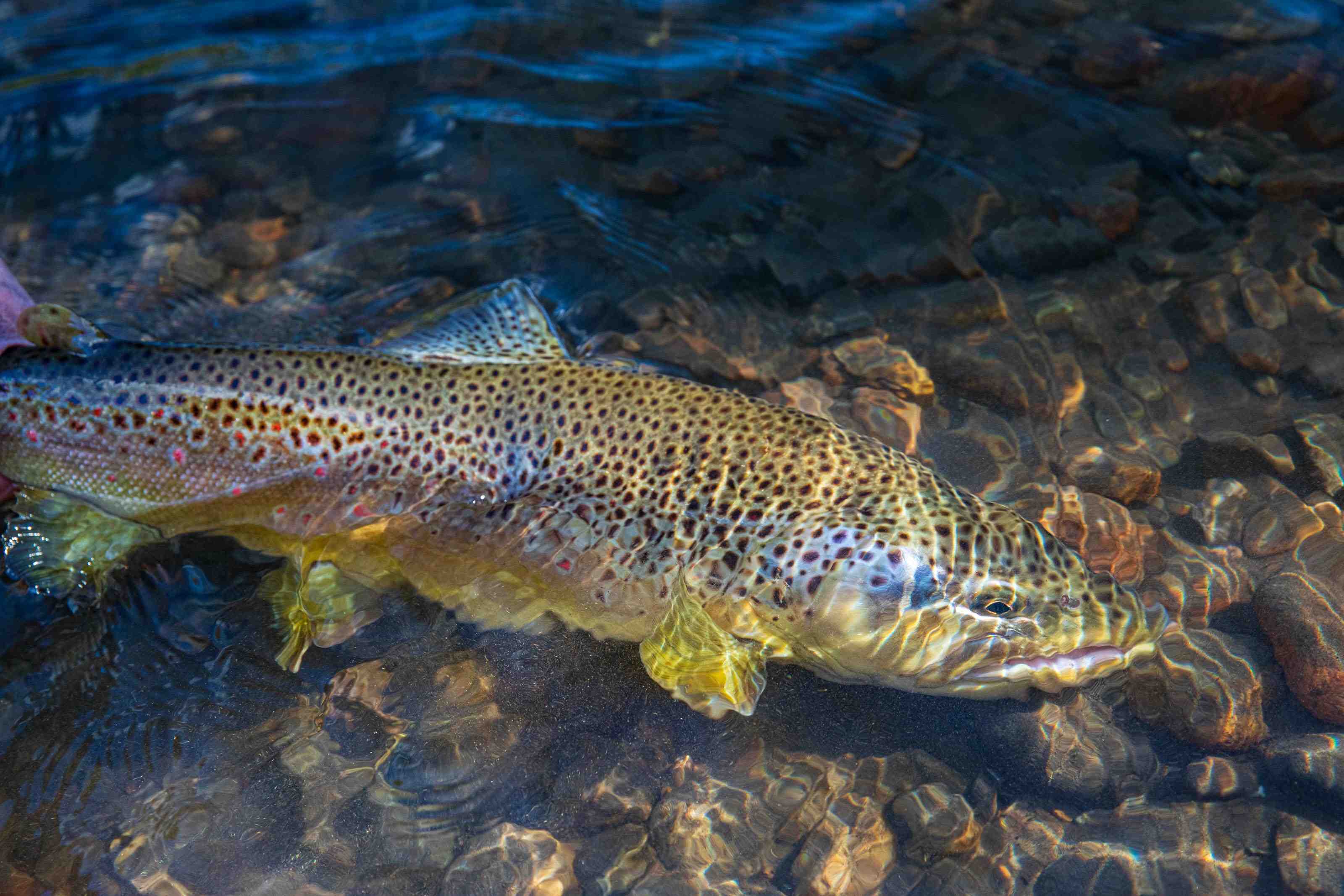 The River of Dreams Basecamp  30 miles of untouched trophy trout