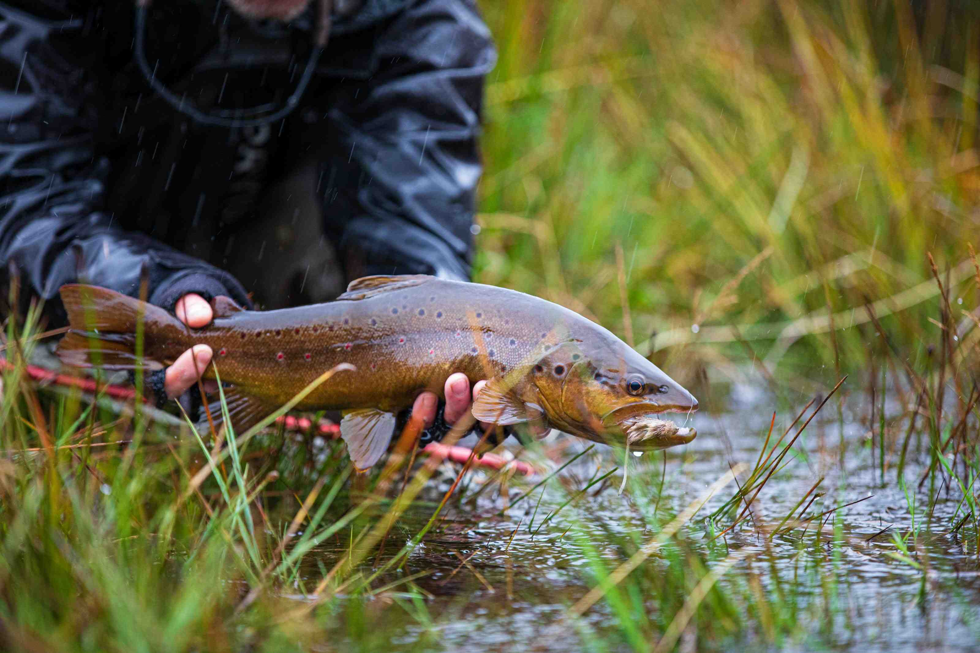 The River of Dreams Basecamp, 30 miles of untouched trophy trout fishing  in Patagonia