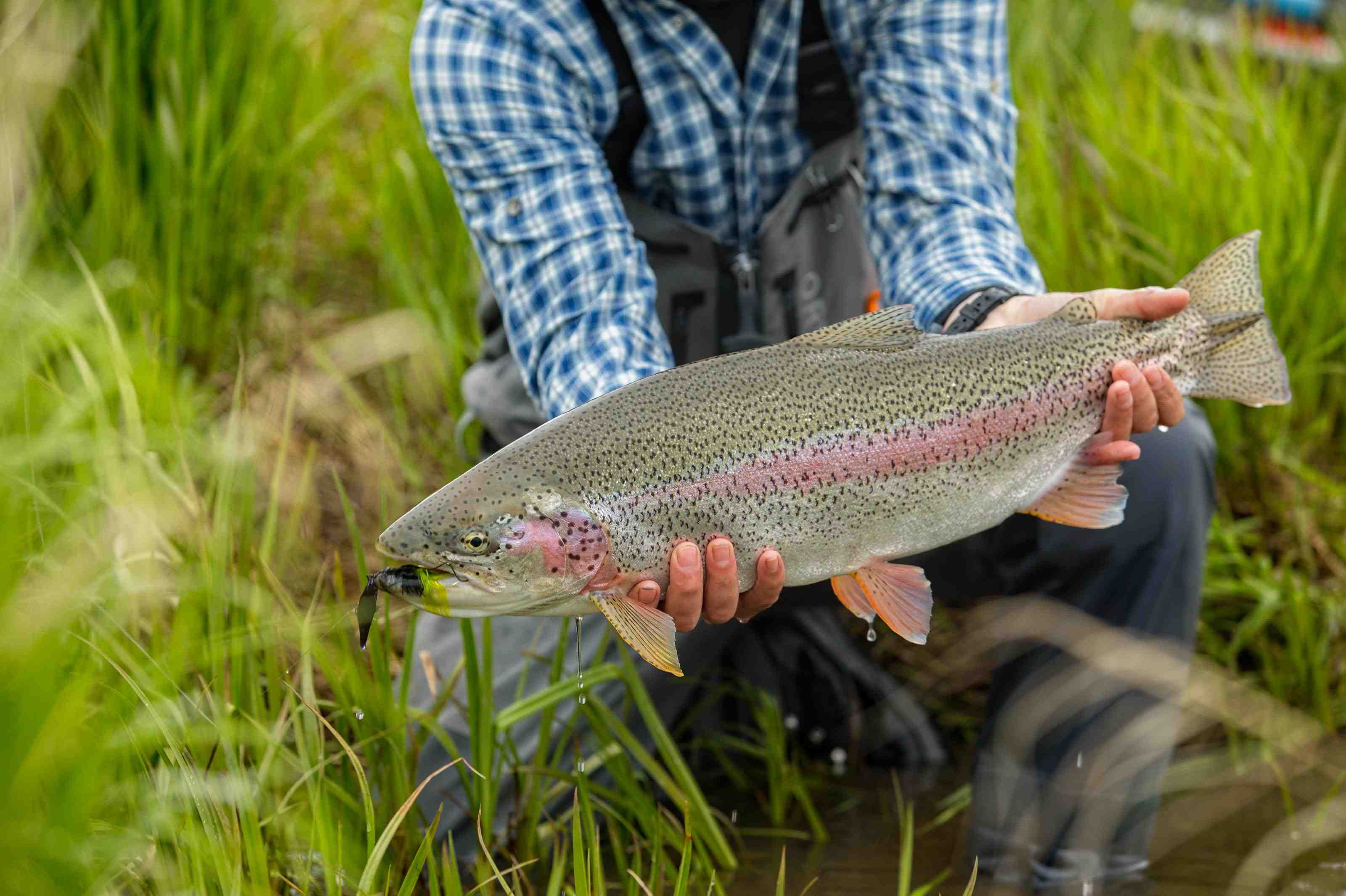 A pike trip to brook trout lake  Hatch Magazine - Fly Fishing, etc.