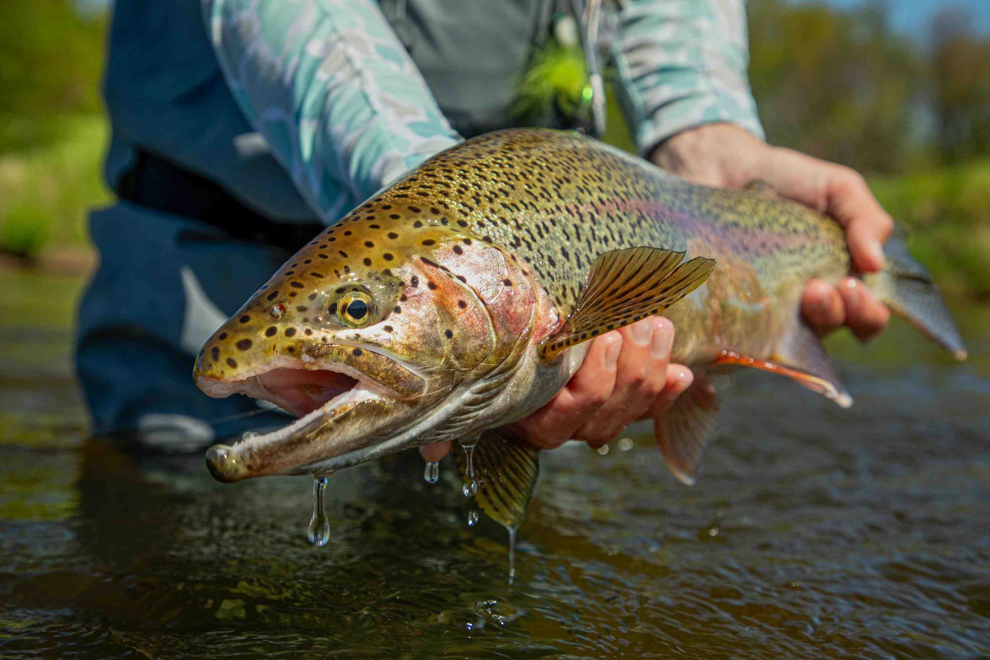 Catching GIANT Alaskan Rainbow Trout on a World Class River! (NEW