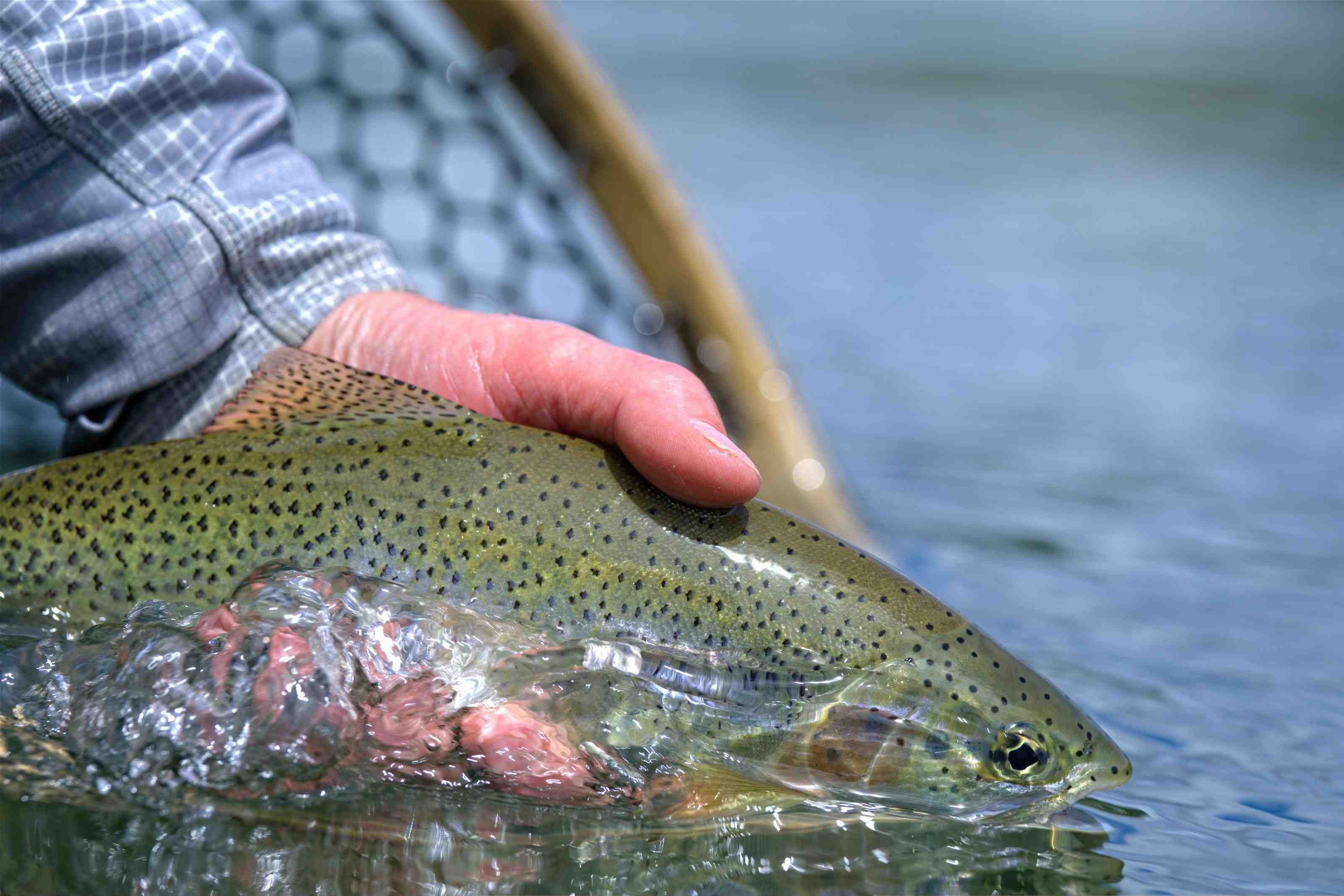 Linehan Outfitting Co.  Fly fishing for wild trout in Montana's